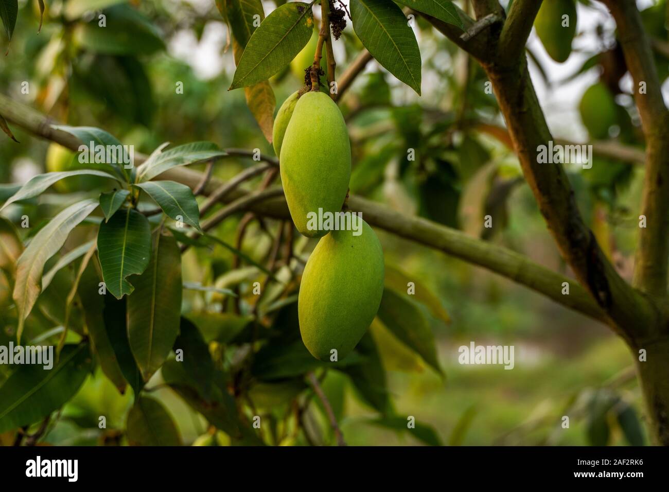 Green mangoes on the tree. Mango trees growing in a field in Asia. Mangoes fruit plantation