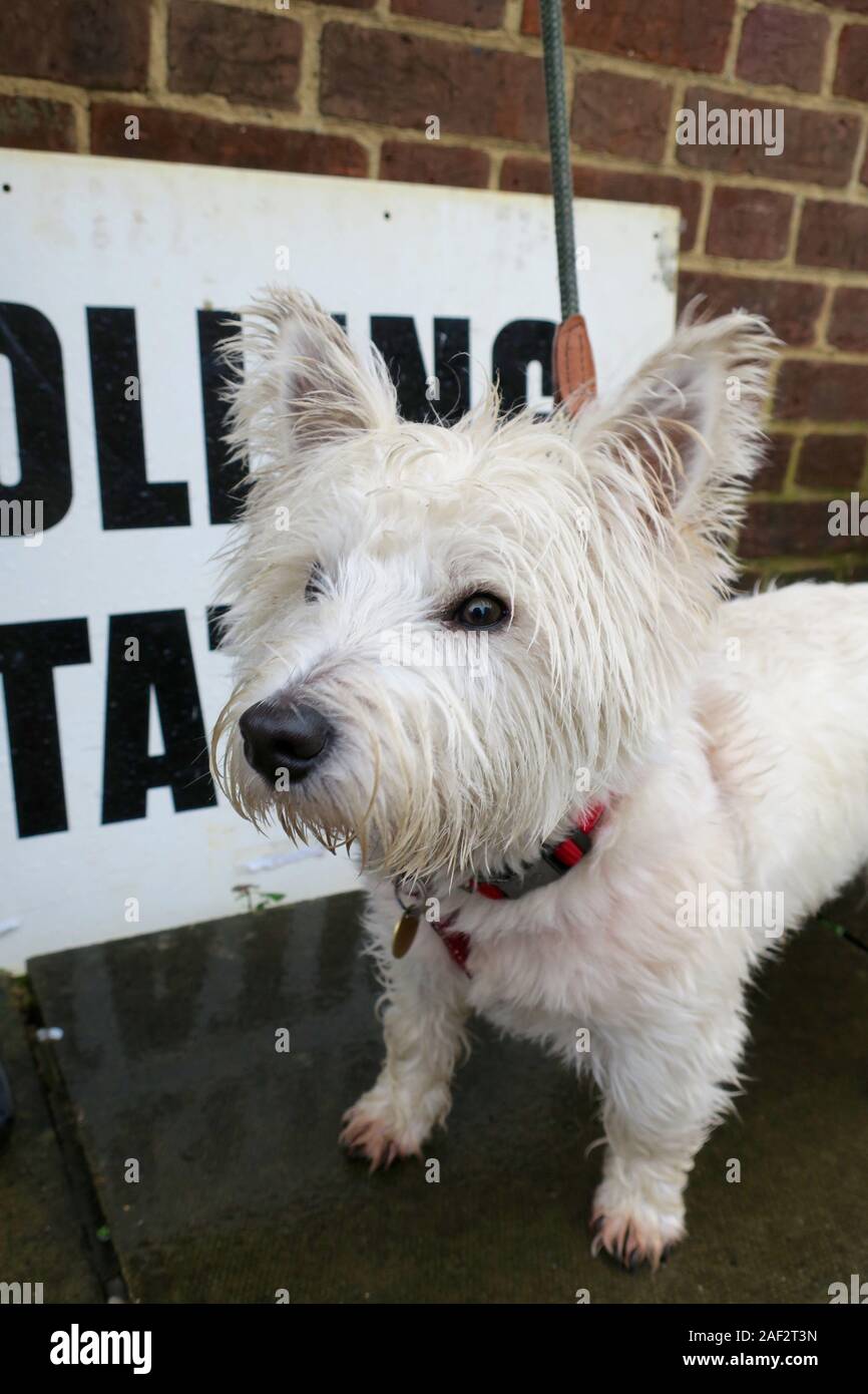 north highland terrier