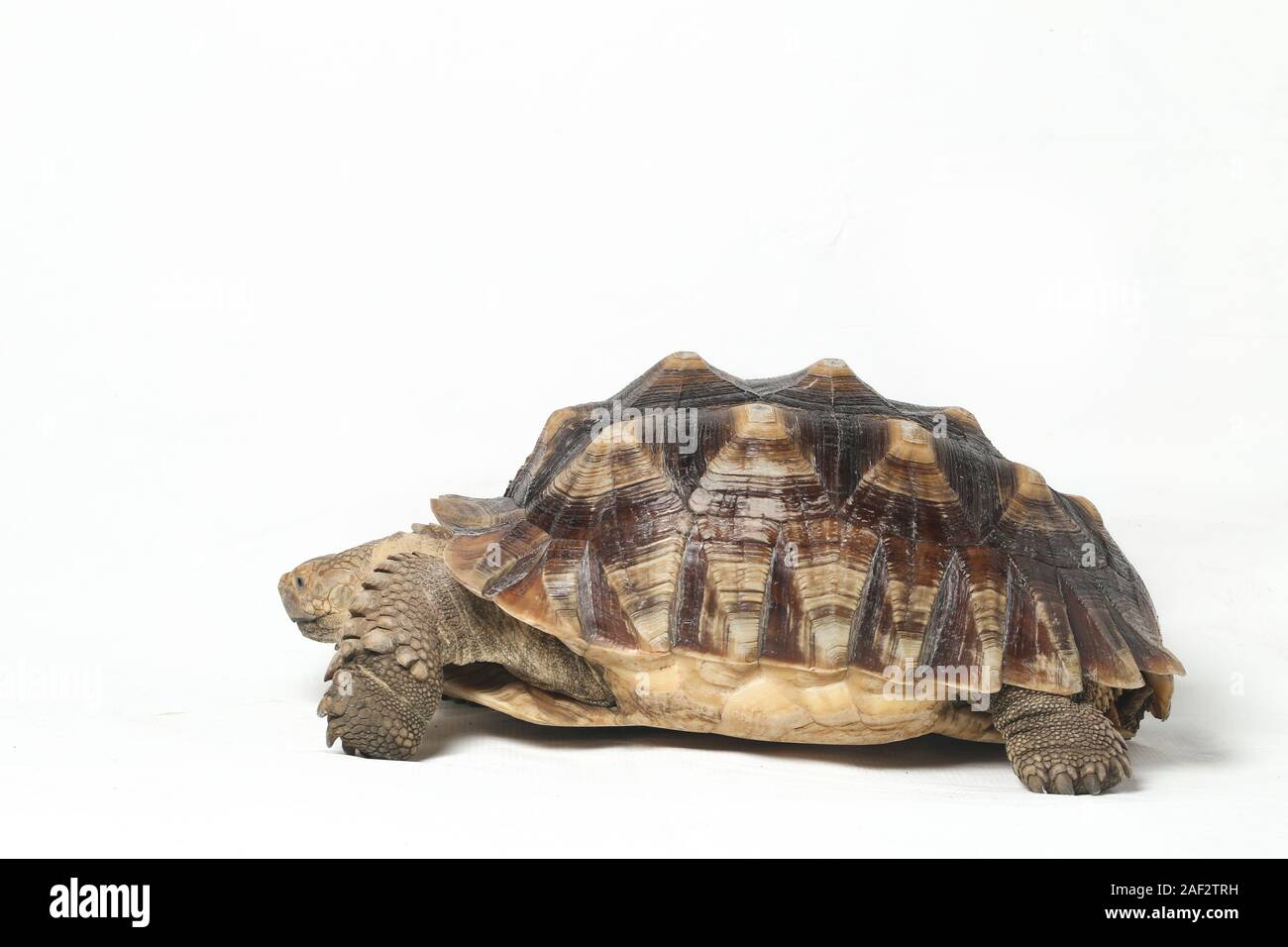 African Spurred Tortoise also know as African Spur Thigh Tortoise ...