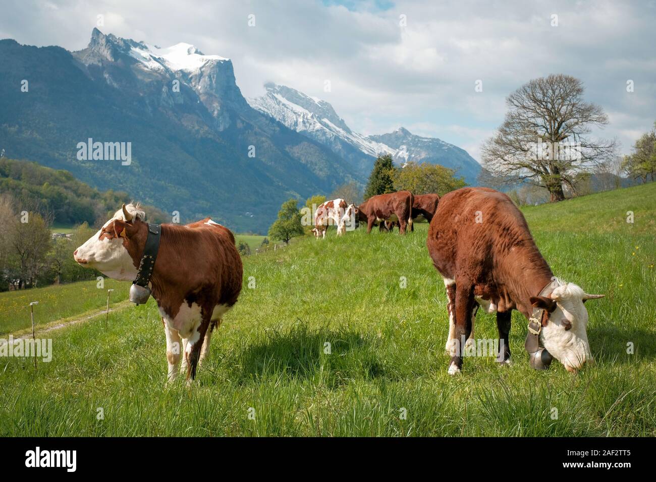 Abondance cows grazing in a meadow in Faverges Seythenex, in the Haute-Savoie department (Upper Savoy, eastern France) Stock Photo