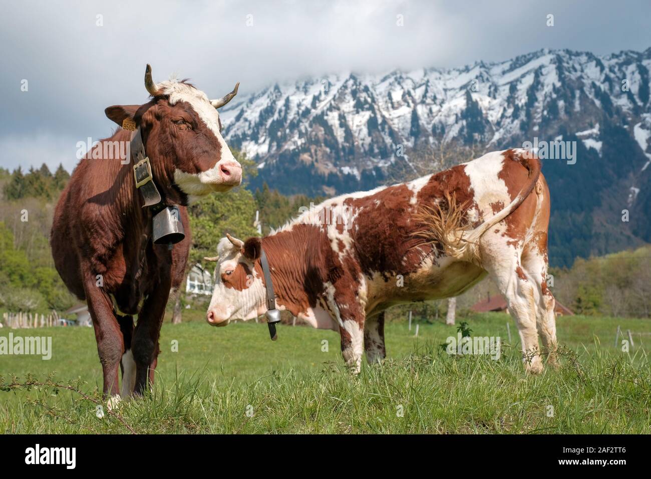 Abondance cows grazing in a meadow in Faverges Seythenex, in the Haute-Savoie department (Upper Savoy, eastern France) Stock Photo
