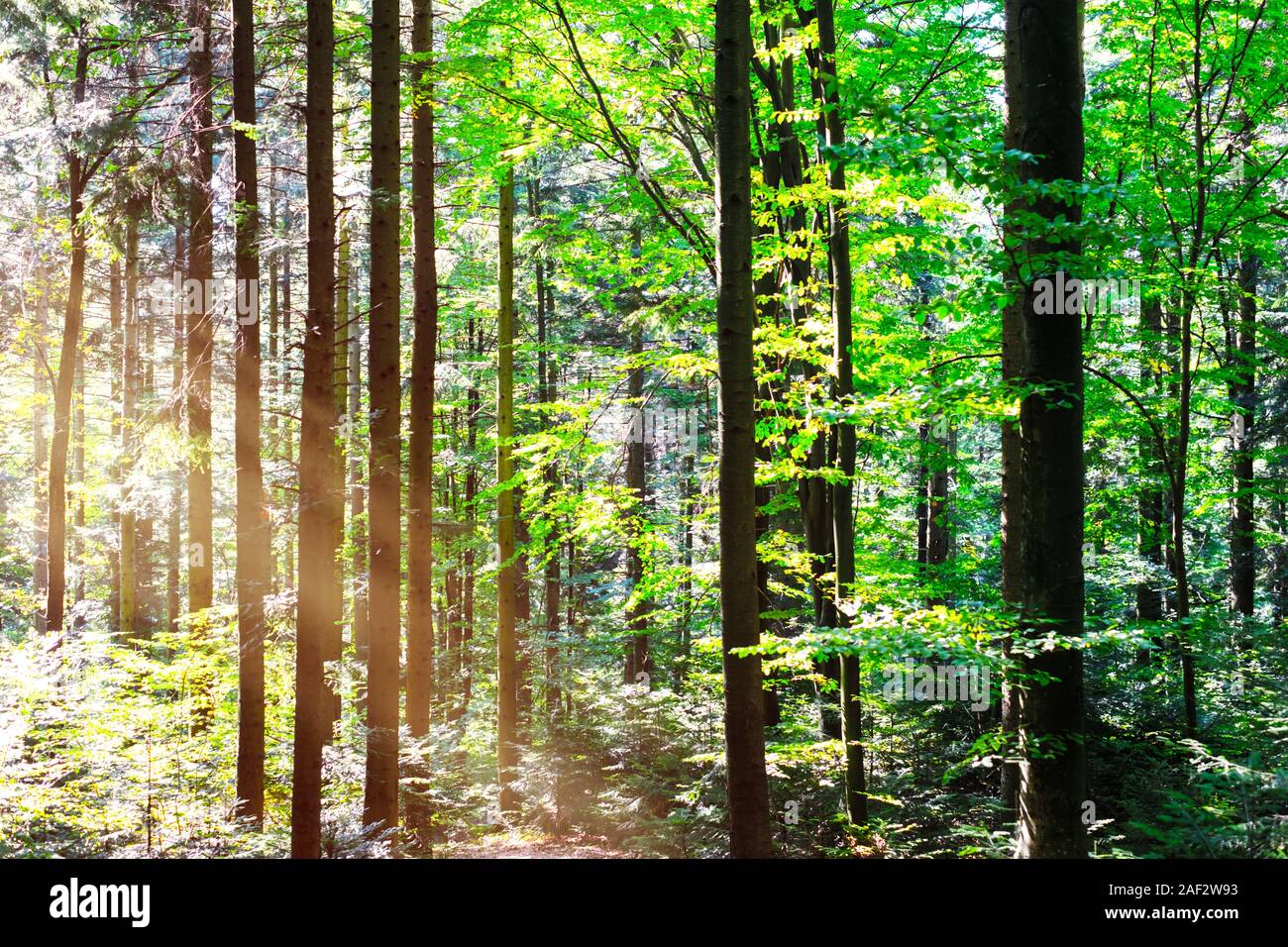 Beautiful summer forest with tree trunks and sun beams light. Nature background, landscape photography Stock Photo