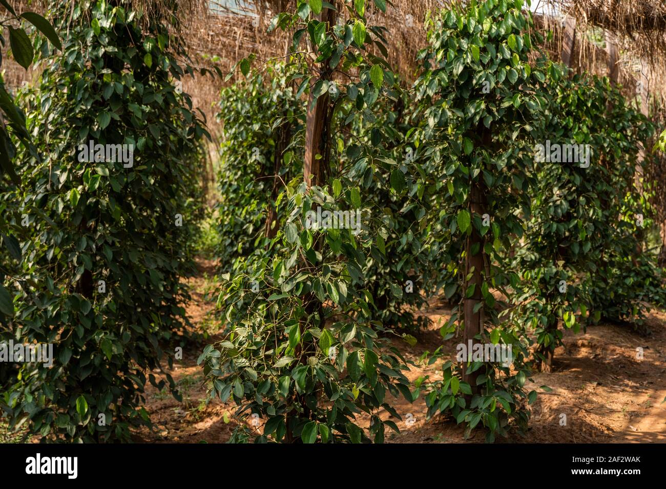 Black pepper plants growing on plantation in Asia. Ripe green peppers