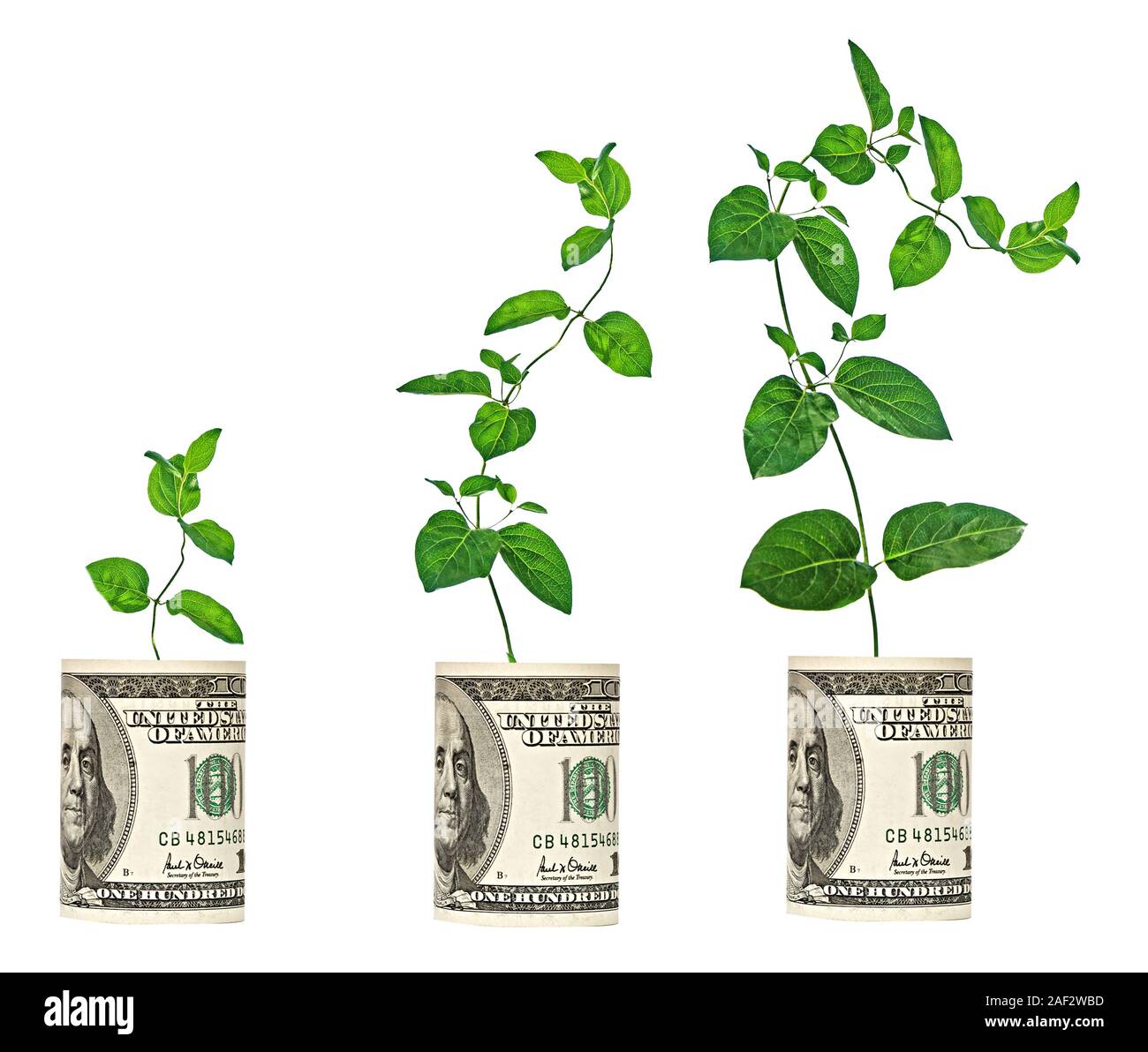 vine growing from dollar bill Stock Photo