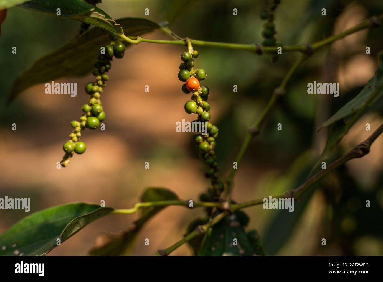 Black pepper plants growing on plantation in Asia. Ripe green peppers