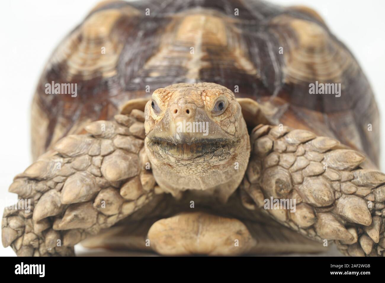 African Spurred Tortoise also know as African Spur Thigh Tortoise ...