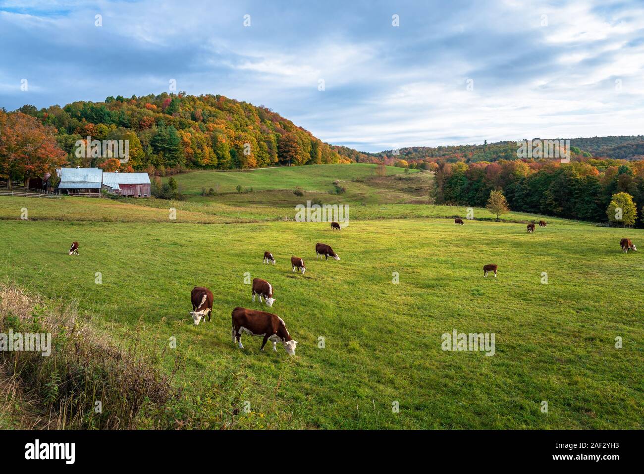 Cattle grazing in a grassy field in Vermont on a cloudy autumn morning. Beautiful autumn colours. Stock Photo