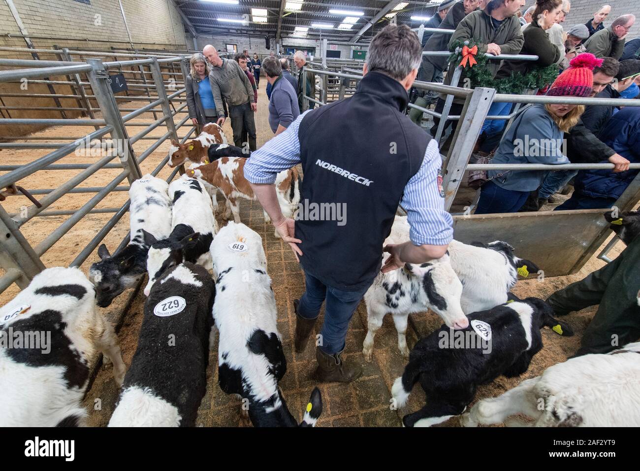 Farmer with 10 day old dairy calves he is selling at an auction mart, Lancashire, UK. Stock Photo