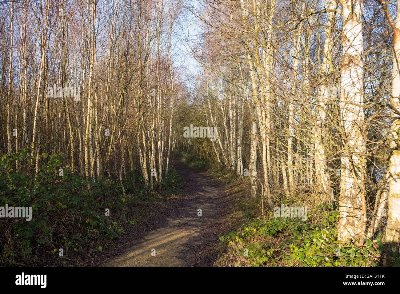 Whisby Nature Park in Winter, Lincolnshire Stock Photo