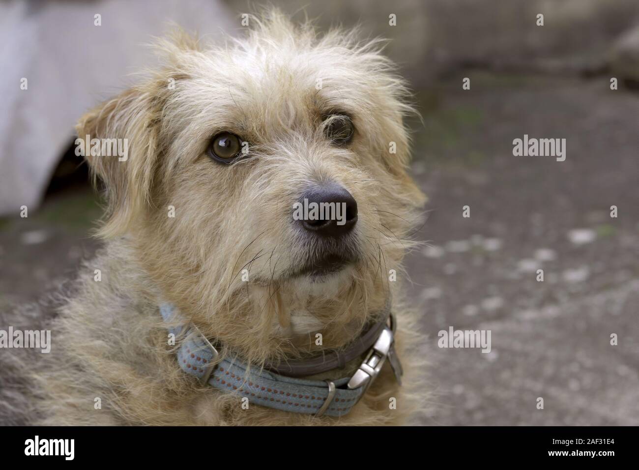 alert face of young terrier dog Stock Photo