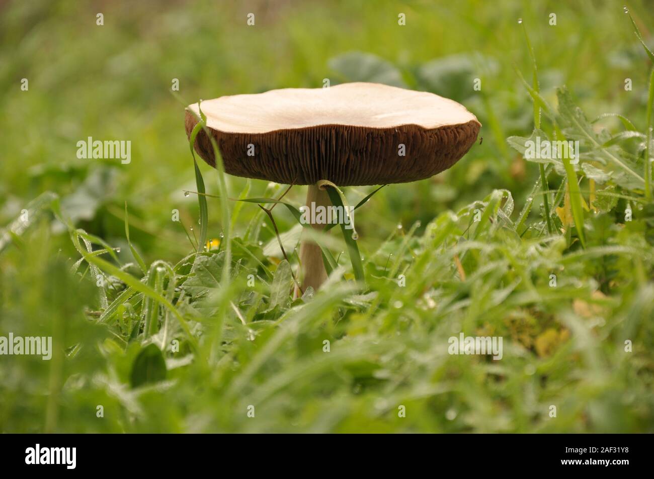 Close up mushroom in the nature macro of volvariella gloiocephala volvariella speciosa Stock Photo