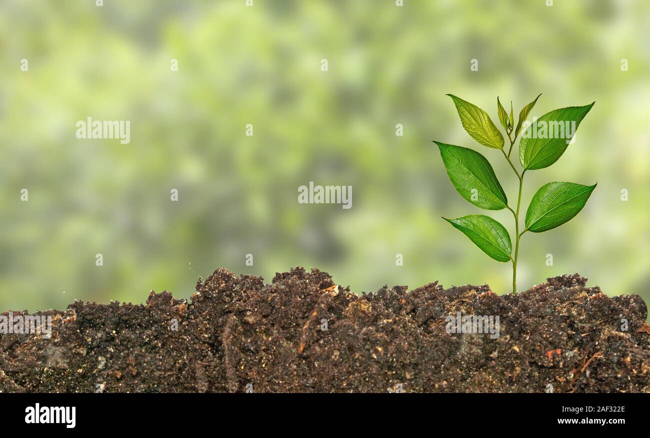 Sapling botany biology hi-res stock photography and images - Alamy