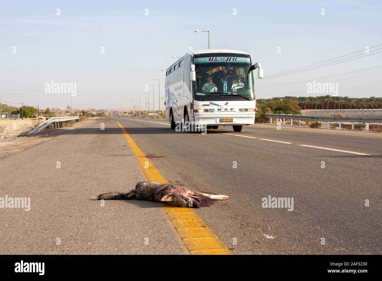 Road Kill Arabian wolf (aka desert wolf Canis lupus arabs). This wolf is  subspecies of gray wolf. Photographed in Israel, Negev desert Stock Photo