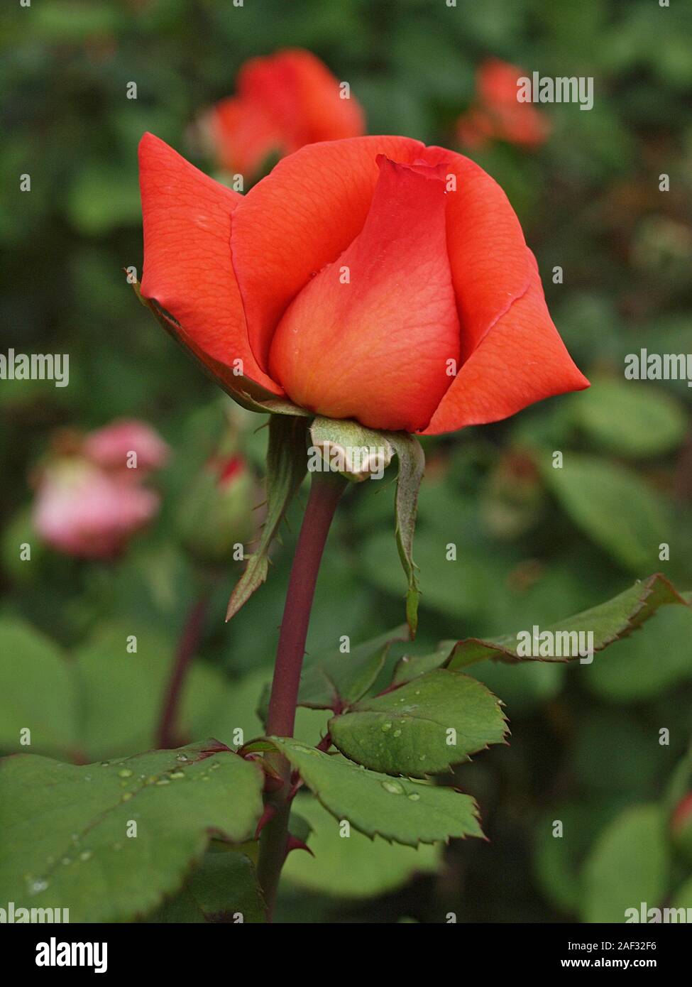 Macro of a blooming red rose Stock Photo - Alamy
