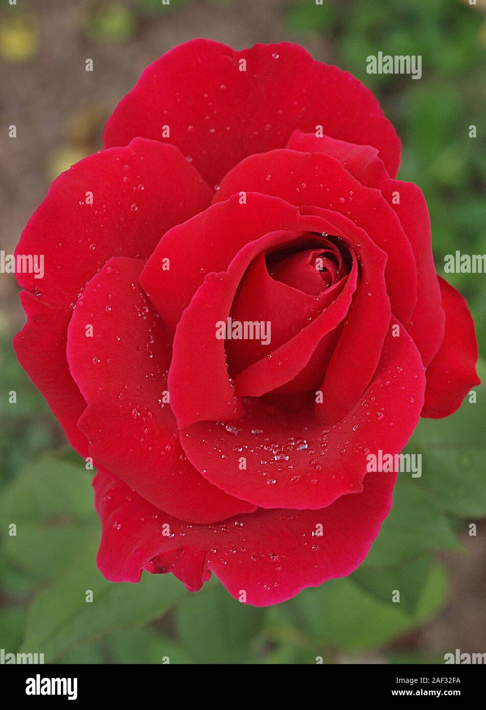 Macro of a blooming red rose Stock Photo - Alamy