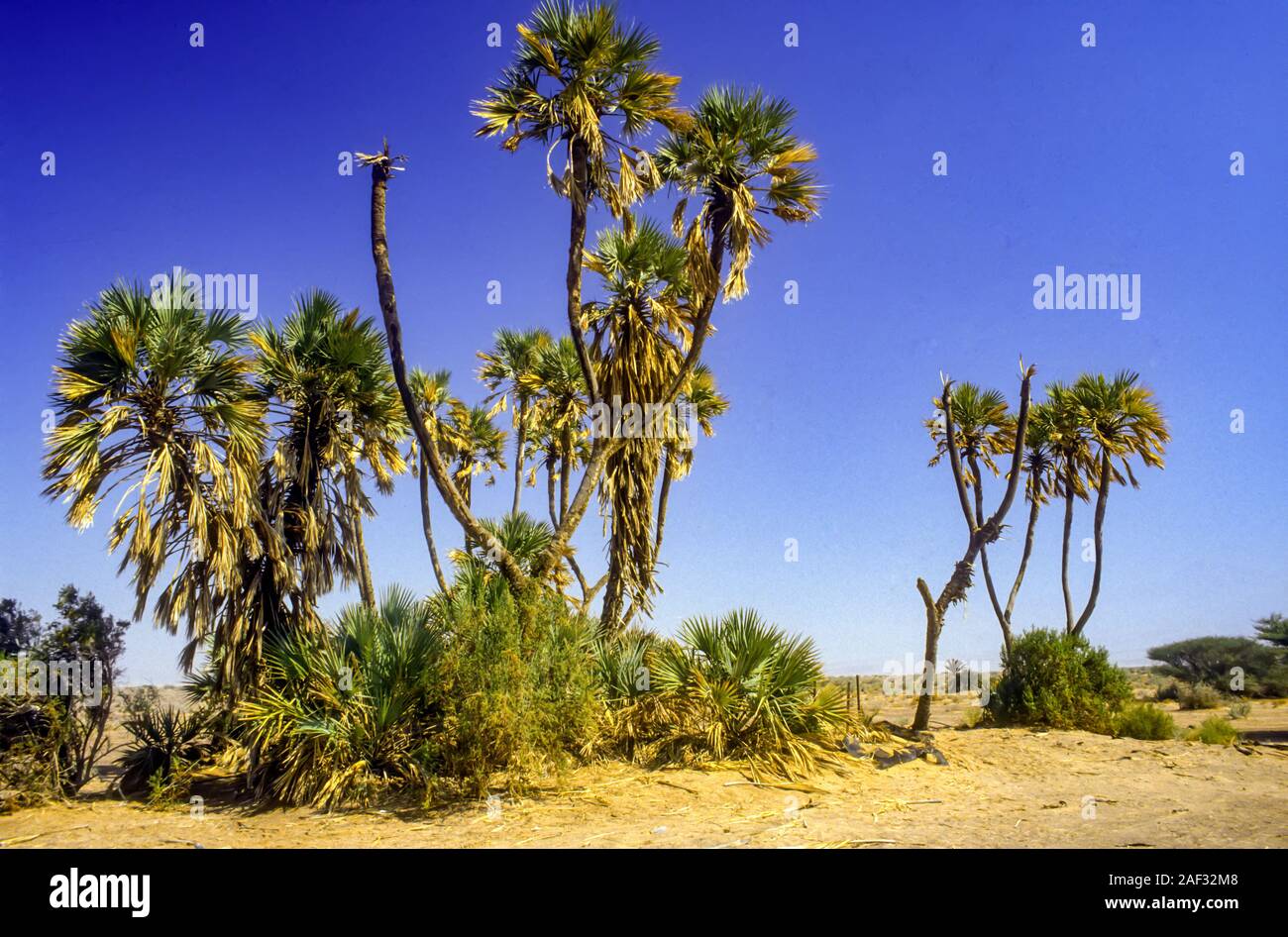 Hyphaene thebaica, with common names doum palm and gingerbread tree, is a type of palm tree with edible oval fruit. It is native to the Nile valley in Stock Photo