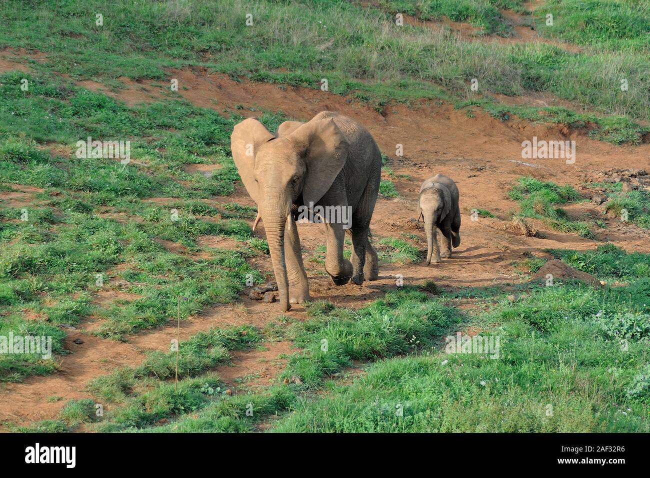 Adult elephant and calf walking trail in Cabarceno Nature Park, Cantabria, Spain. Stock Photo