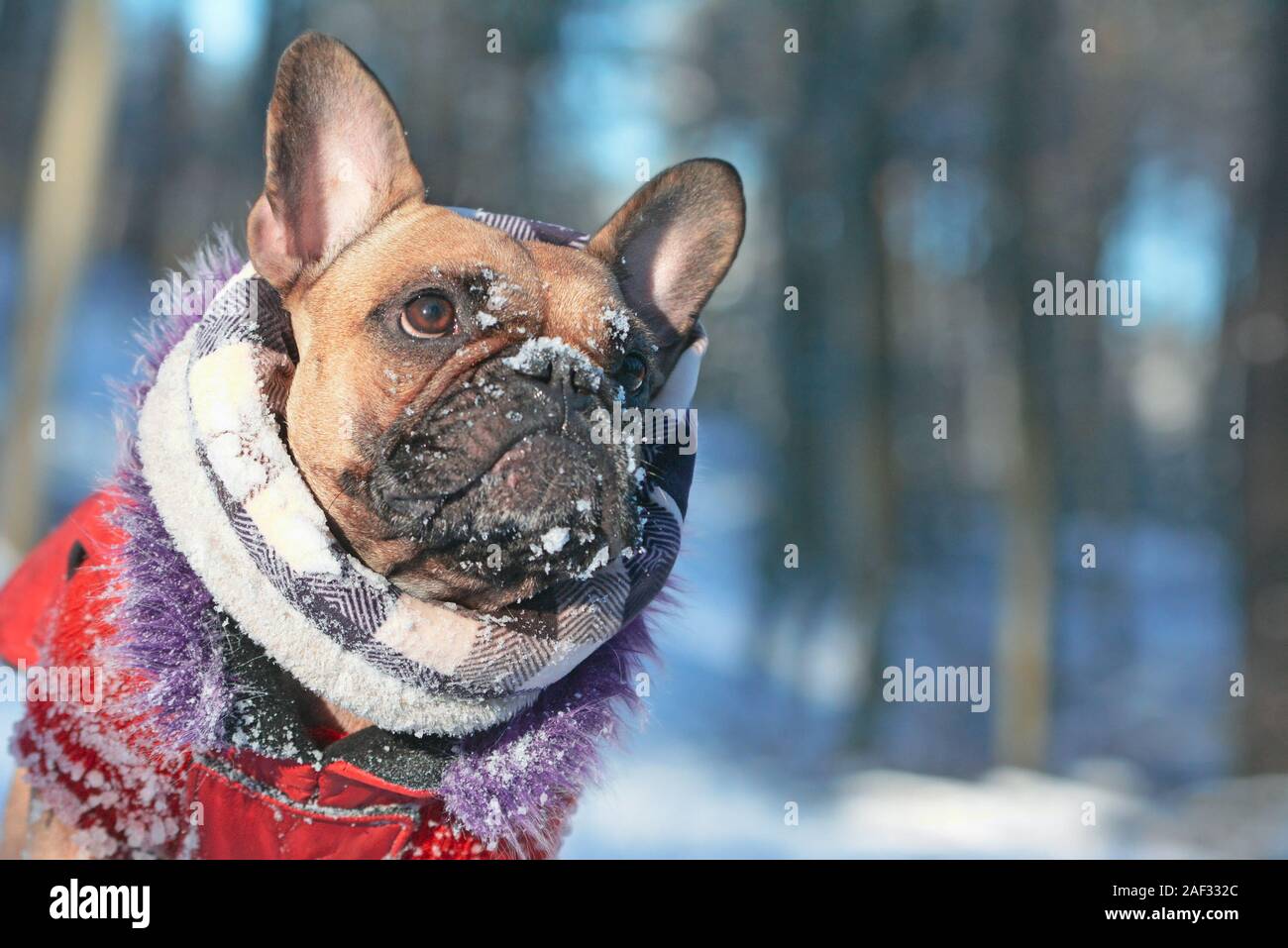 Cute French Bulldog dog with snow on nose wearing warm winter coat with fur collar and scarf in front of blurry winter snow forest landcape background Stock Photo