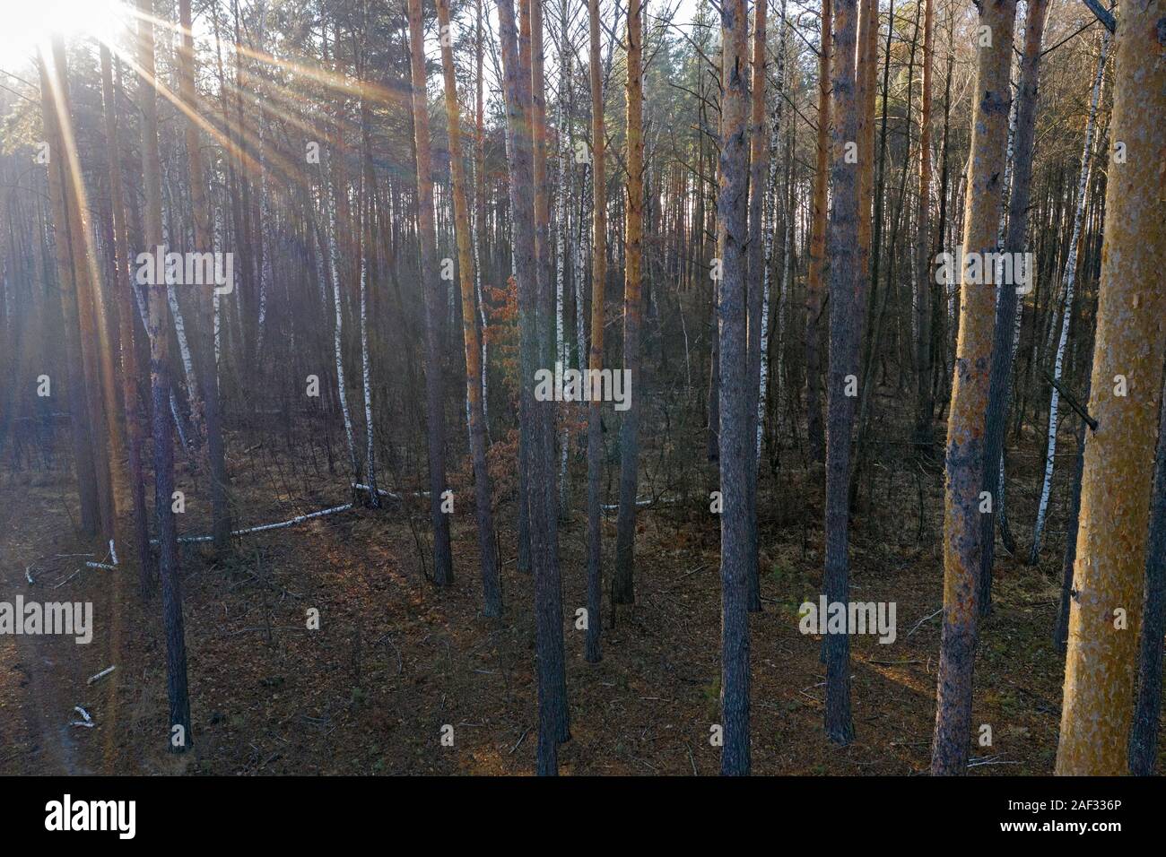 autumn dark pine tree forest, Ukraine Stock Photo