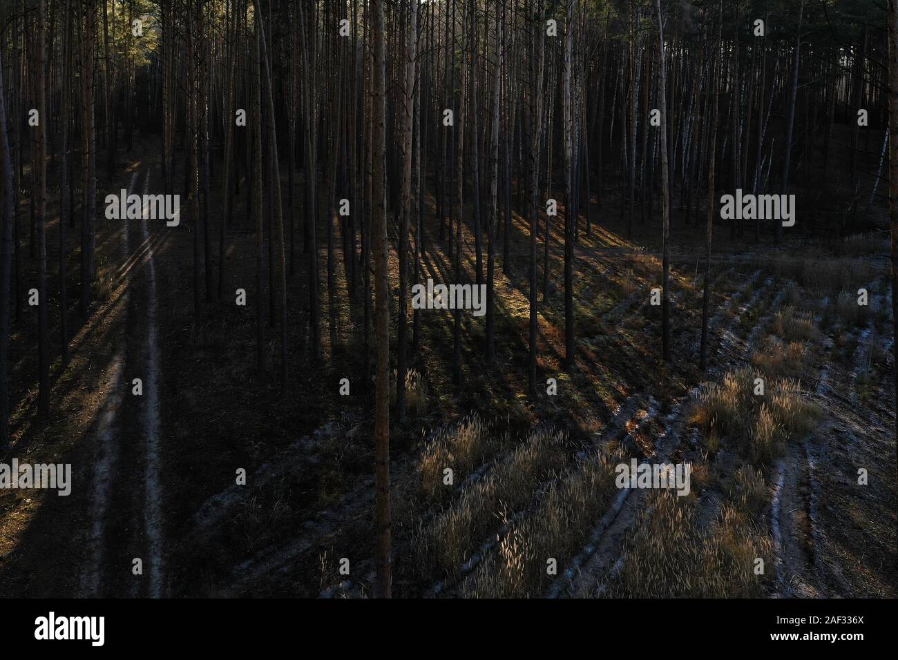 autumn dark pine tree forest, Ukraine Stock Photo
