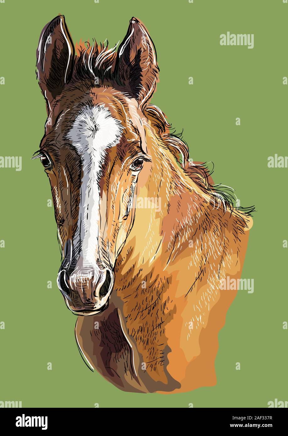 Colorful cute pony foal portrait. Young pony head  isolated on green background. Vector hand drawing illustration. Retro style portrait of pony. Stock Vector
