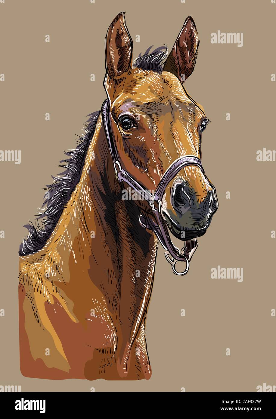 Colorful bay foal portrait with halter. Horse head isolated on beige background. Vector hand drawing illustration. Retro style portrait of horse. Stock Vector