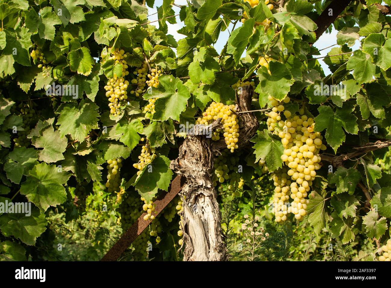 A large cluster of green grapes growing in a bunch on vine. Photographed in Israel Stock Photo
