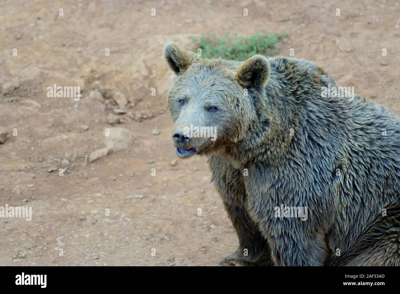 Seated Brown Bear smiling to the camera. Cabarceno Nature Park, Cantabria, Spain. Stock Photo
