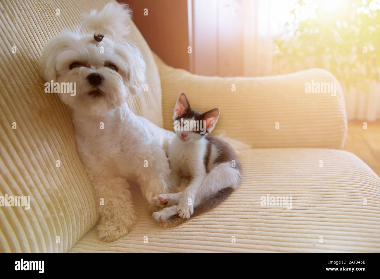 Small dog maltese and a little kitten sitting on a sofa in home Stock Photo
