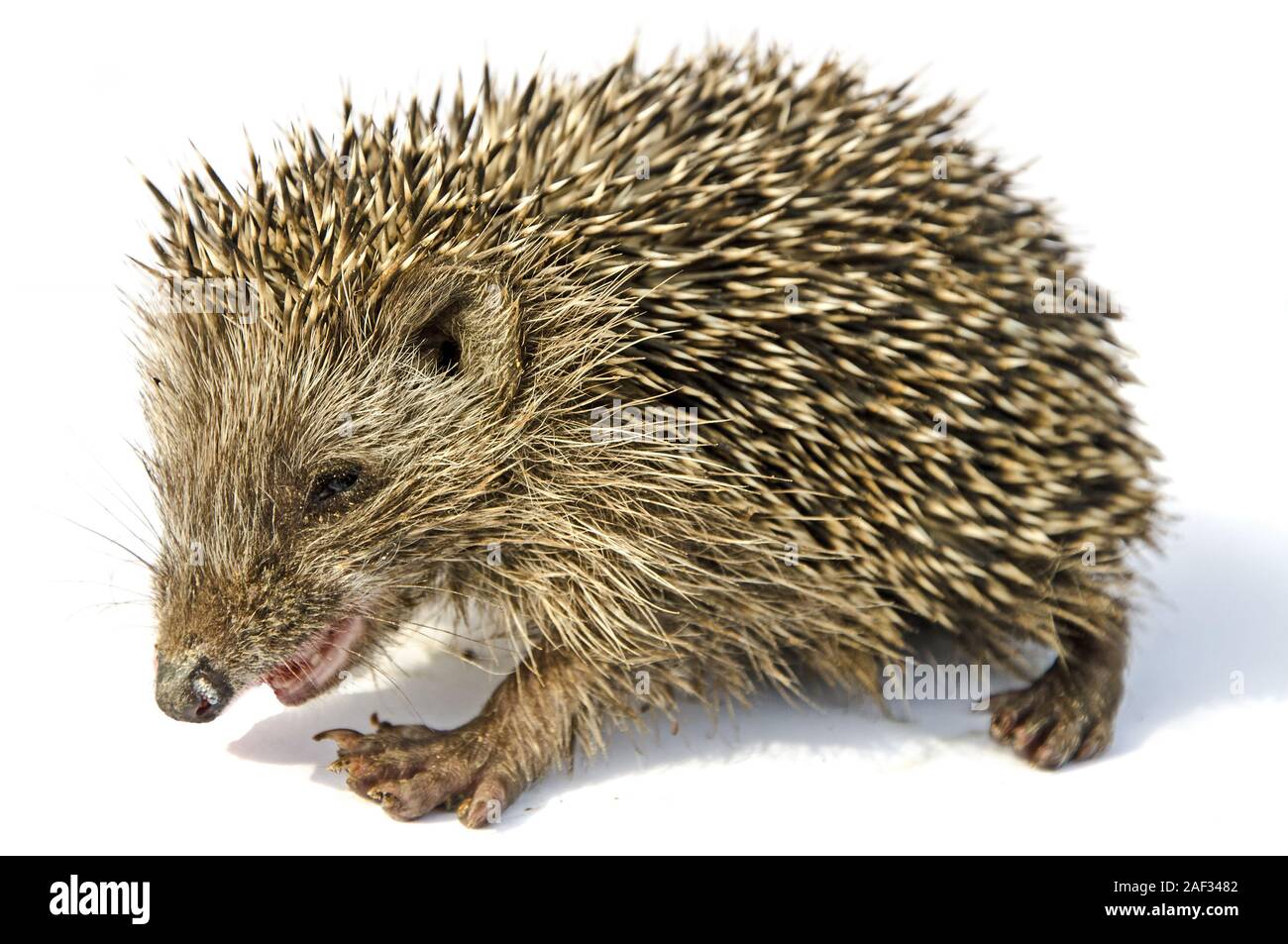 desert hedgehog (Paraechinus aethiopicus Stock Photo Alamy