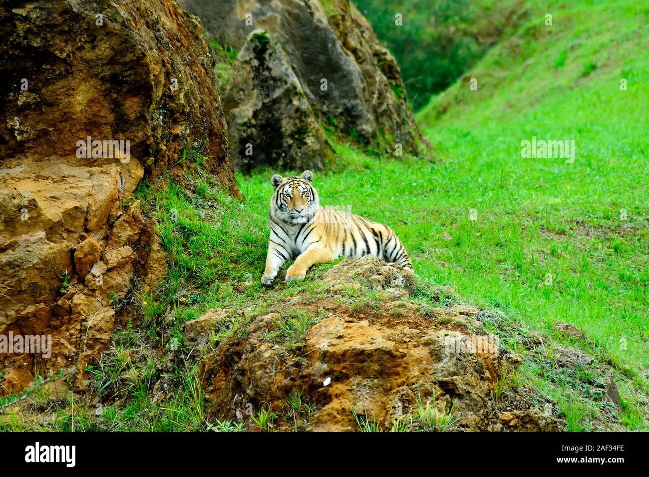 Relaxed Tiger. Cabarceno Nature Park, Cantabria, Spain. Stock Photo