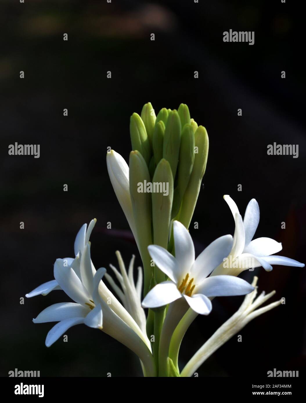 White tuberose flowers hires stock photography and images Alamy