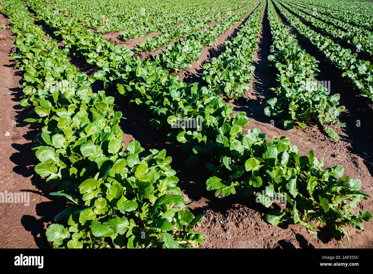 Rows of radish plants in an orchard at noon. Stock Photo
