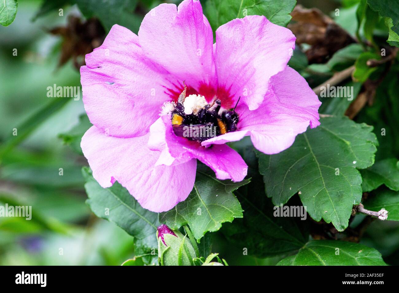 View of a bumblebee in a rose of sharon, Latin Hibiscus syriacus, belongs to the genus Hibiscus in the mallow family Stock Photo