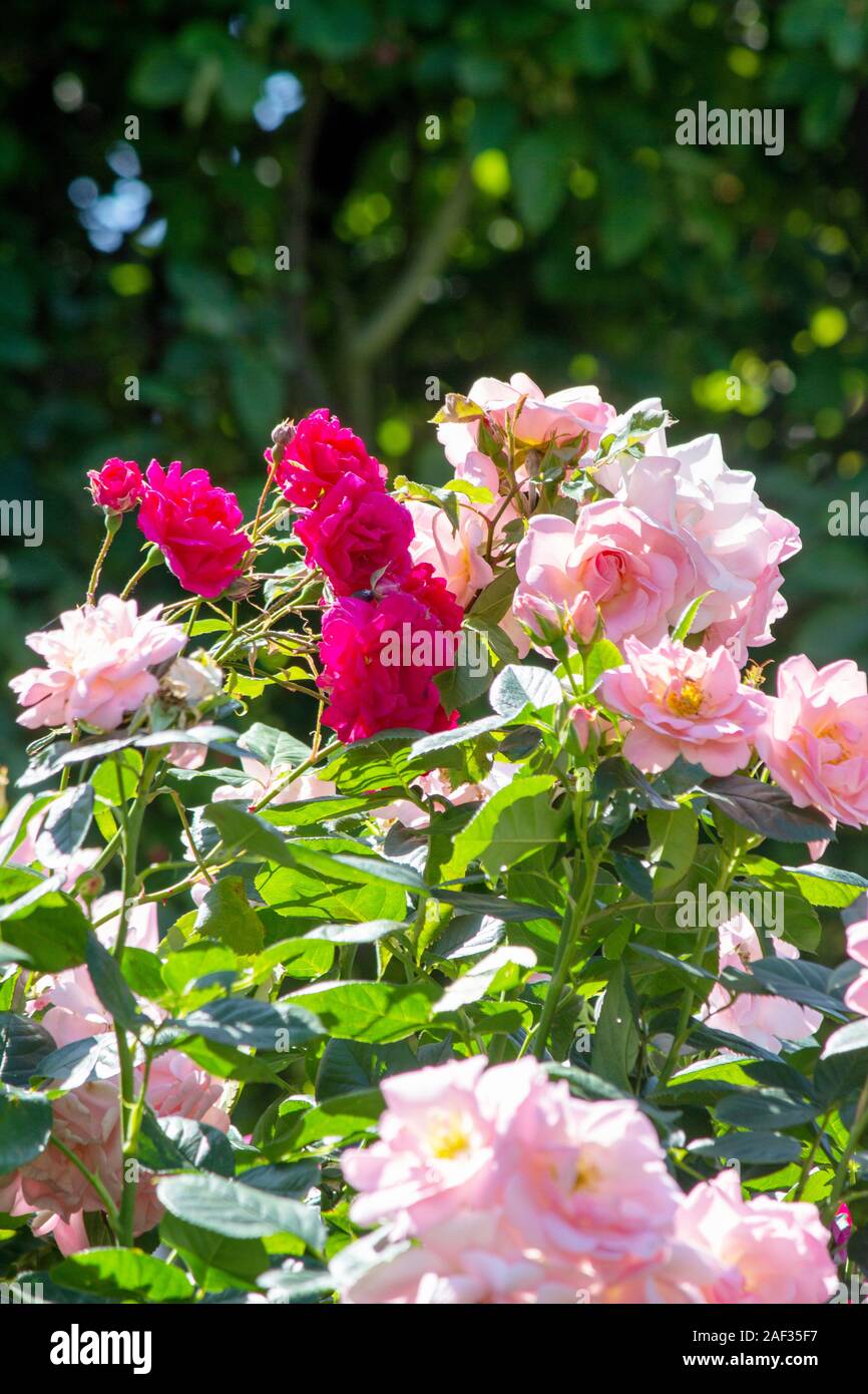Plant in the rose family rosaceae hires stock photography and images