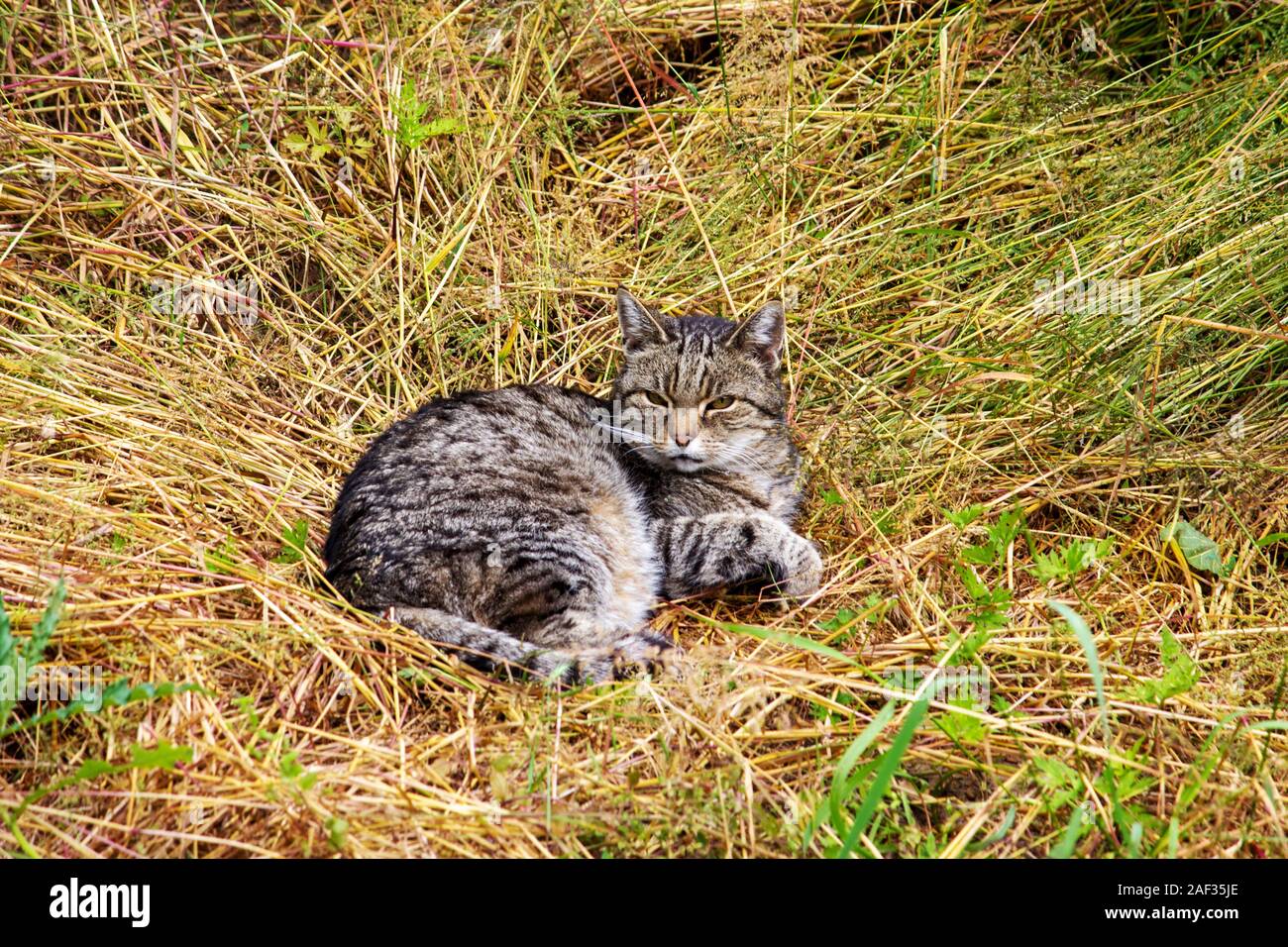 a highlying domestic cat with tabby fur pattern Stock Photo Alamy