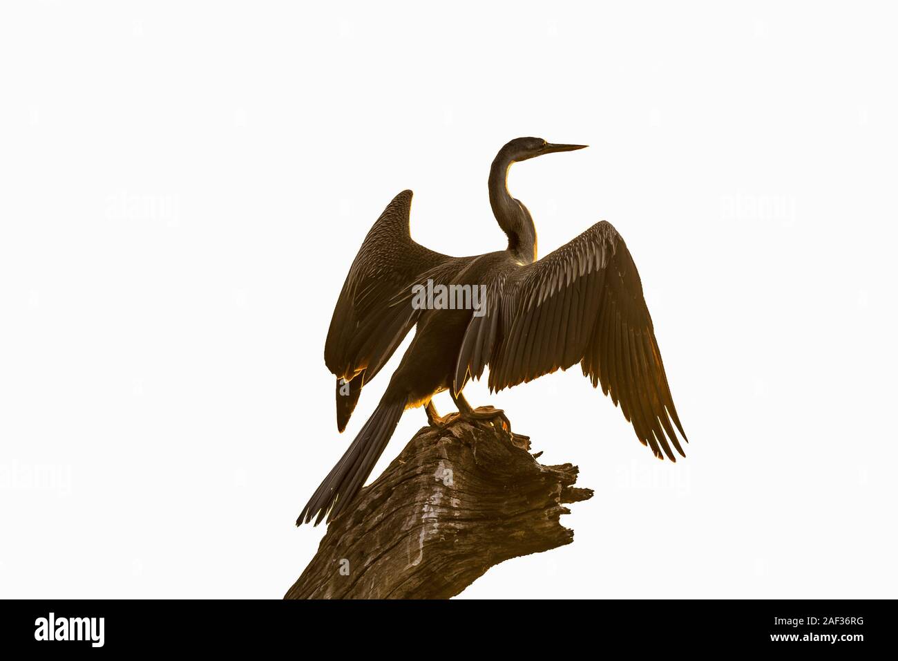 An african darter, Anhinga rufa, on a tree stump against the glare of ...
