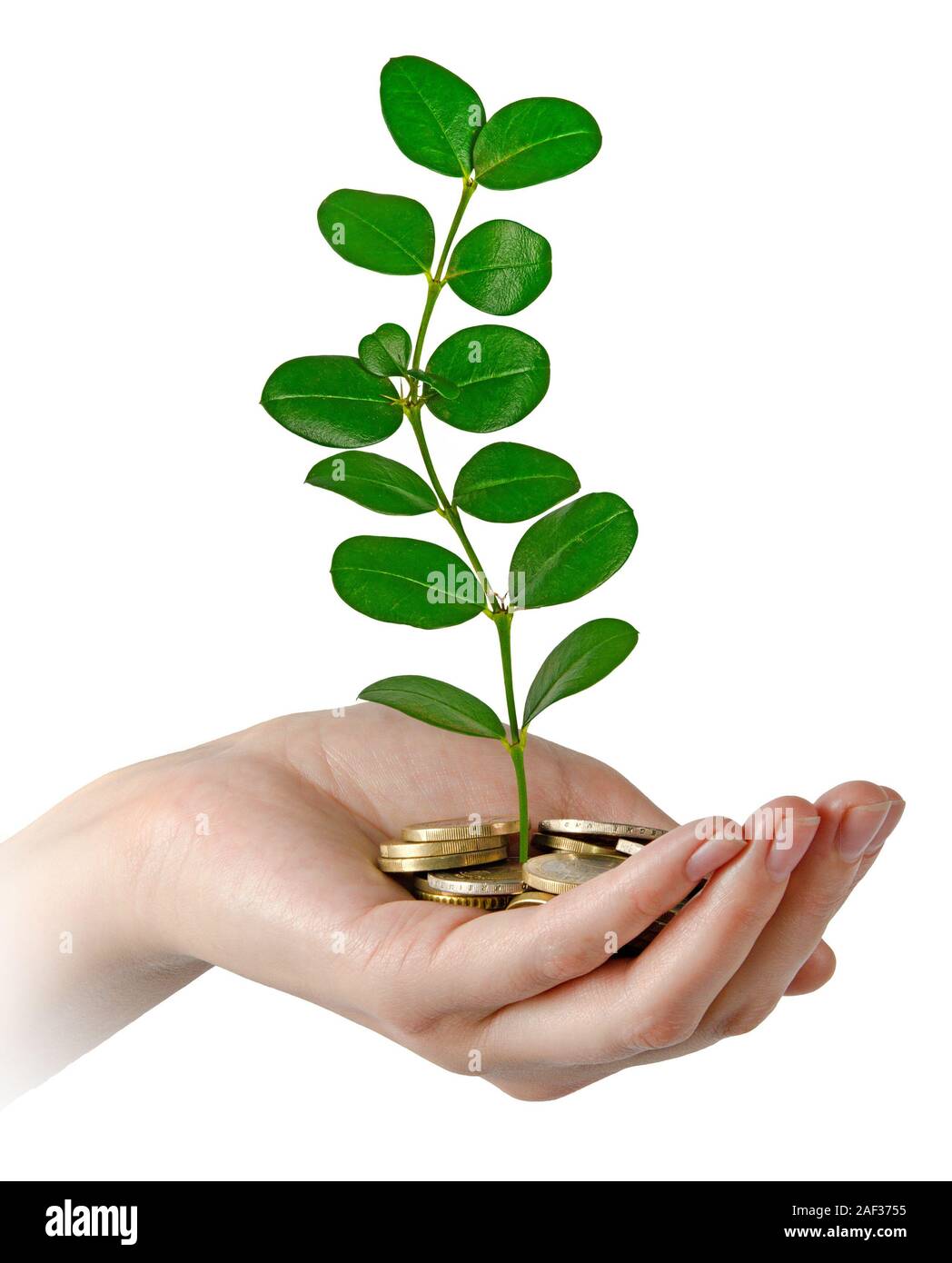 Investing to green business Stock Photo