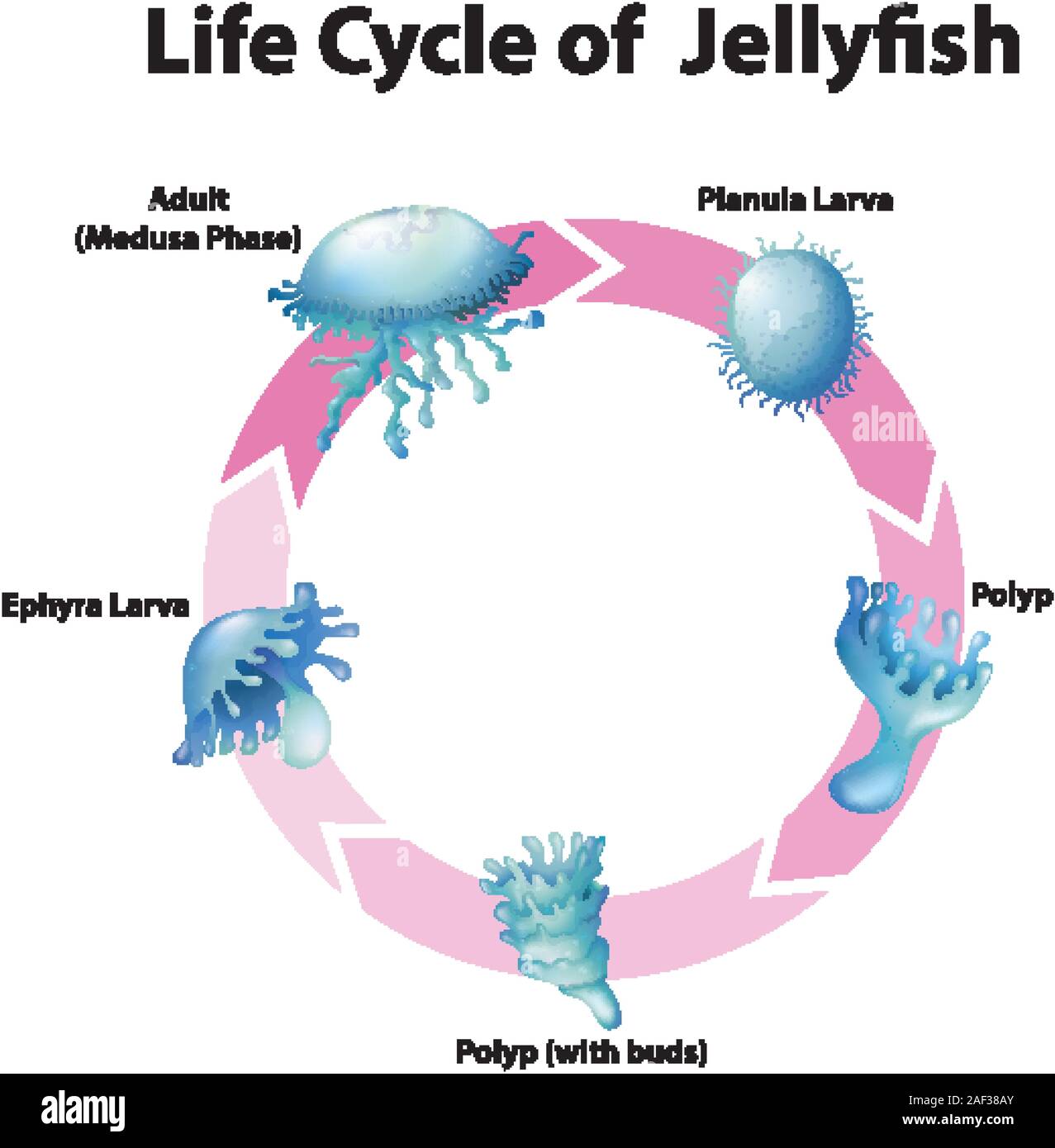 Planula jellyfish hi-res stock photography and images - Alamy