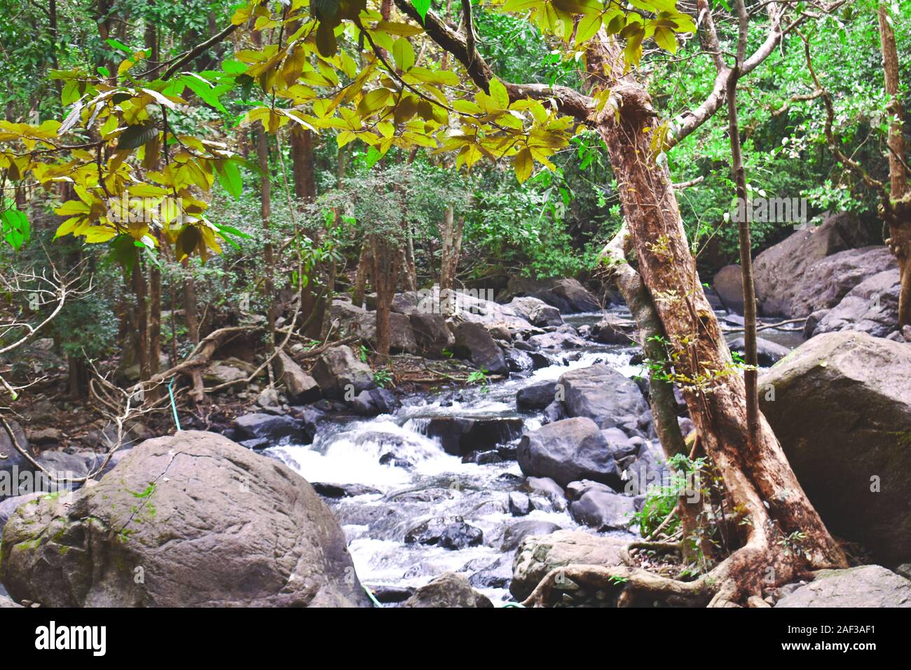 a river flowing through the middle of the forest Stock Photo - Alamy