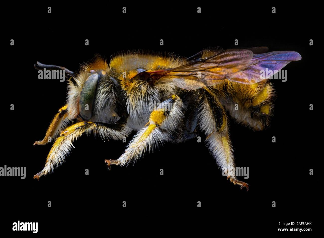 Bee insect Anthidium Manicatum. Macro portrait on black background, stack from many photos. Stock Photo