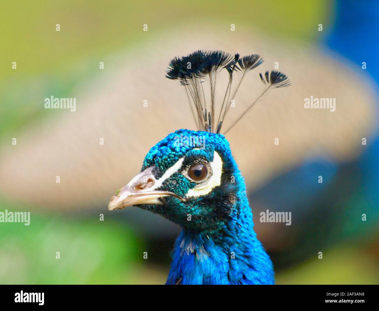 Vase of feathers hi-res stock photography and images - Alamy