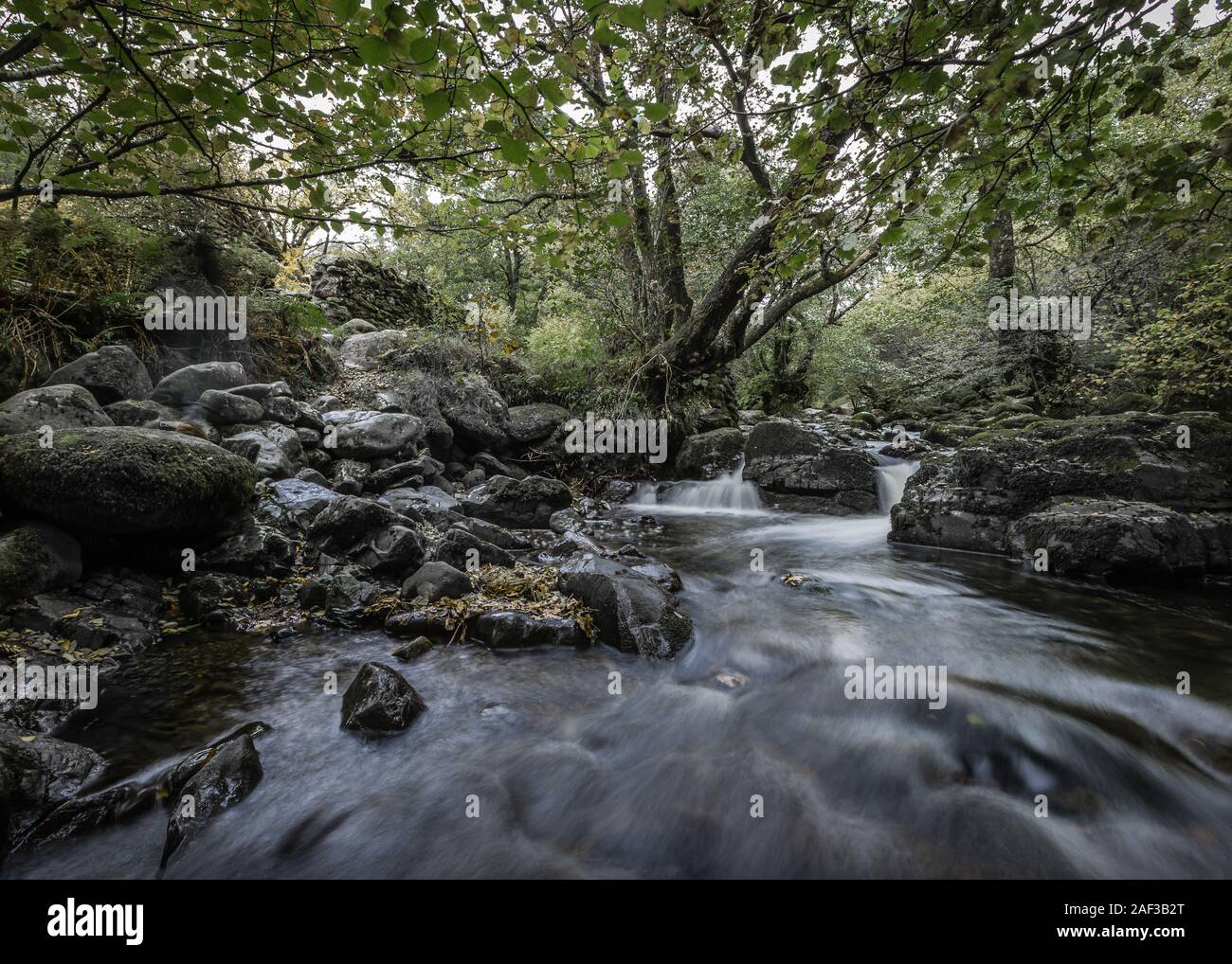 A stream runs through an idyllic and tranquil woodland in the Lake District, United Kingdom. Stock Photo
