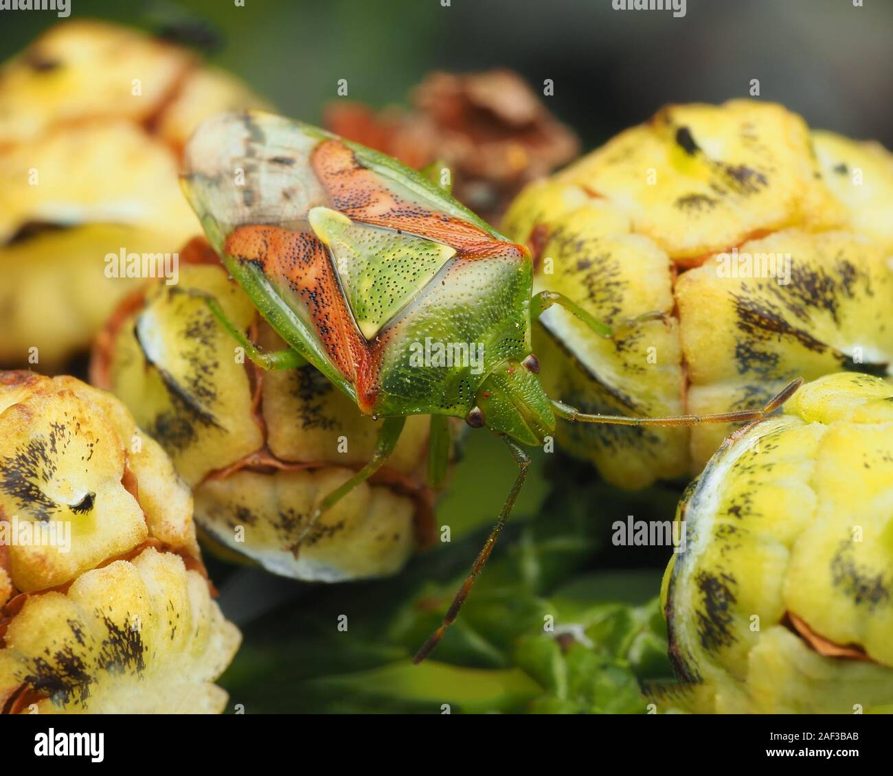 Juniper Shieldbug (Cyphostethus tristriatus) at rest on Lawsons cypress ...