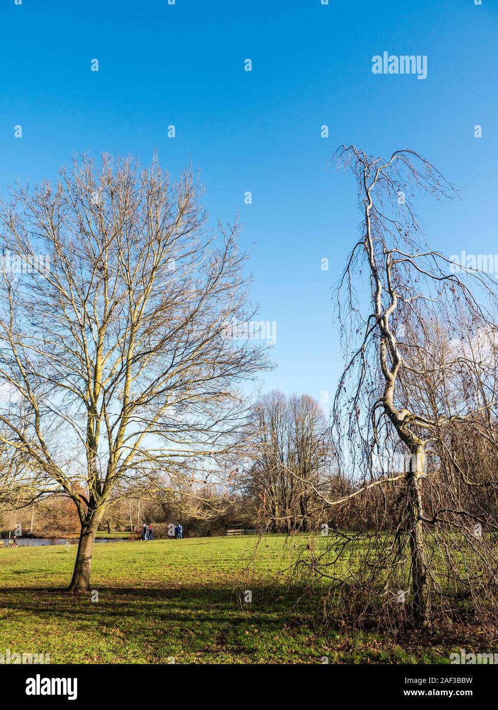Winter Trees, University Parks in Winter, Oxford, Oxfordshire, England, UK, GB. Stock Photo