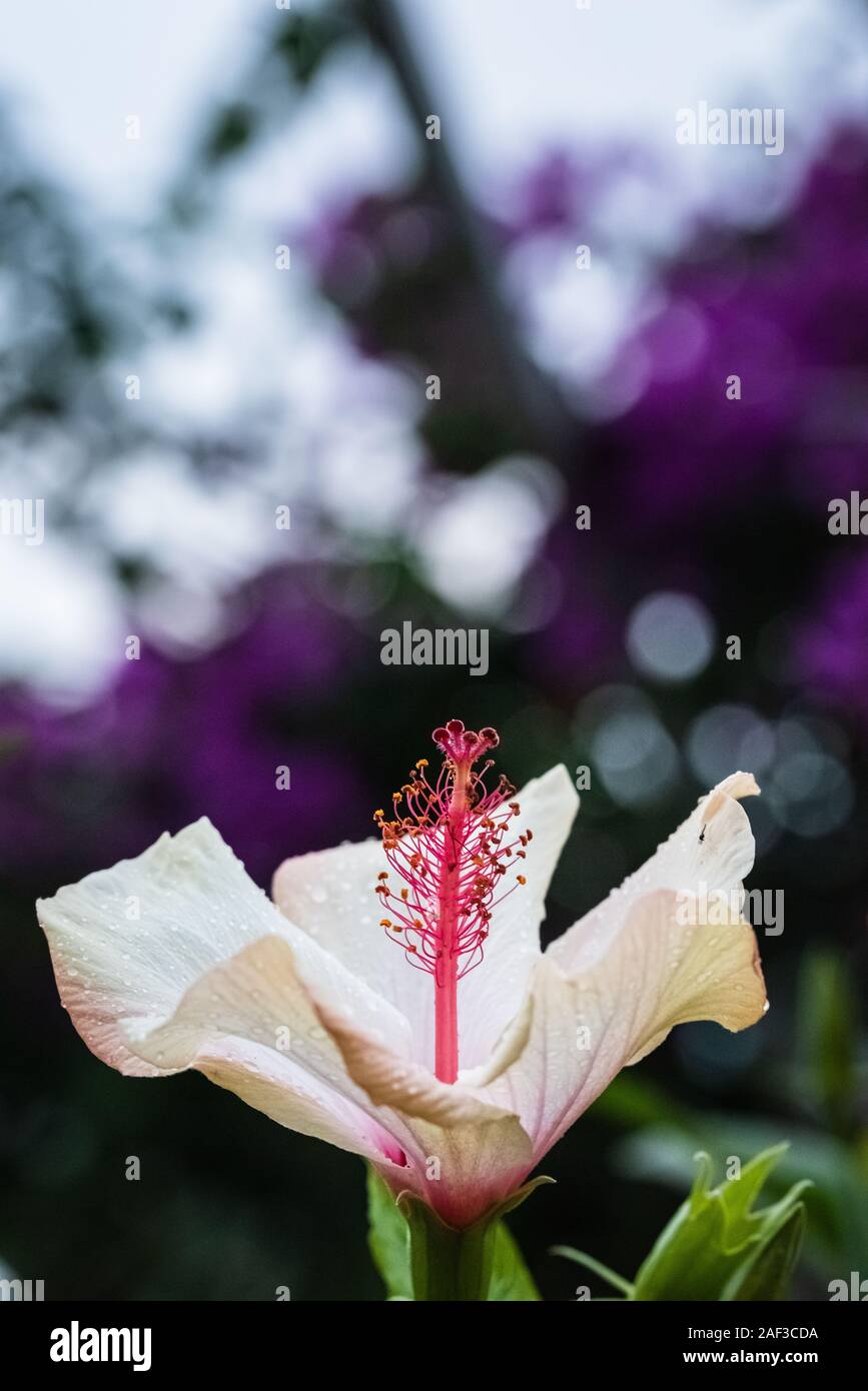 White Mallows close-up. White mallow or Hibiscus flowering plant, white flower fully opened Stock Photo