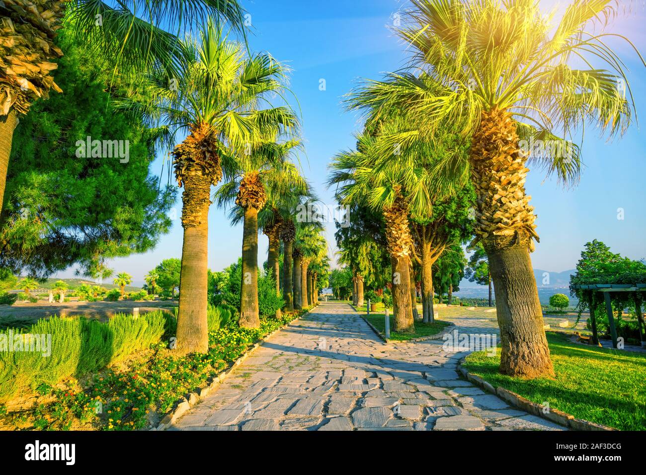 Tropical palm tree alley resort hi-res stock photography and images - Alamy