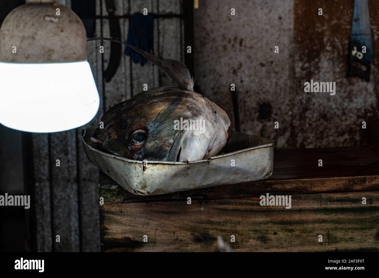 Street fish market. The head of bluefin tuna lies in a pan. Stock Photo