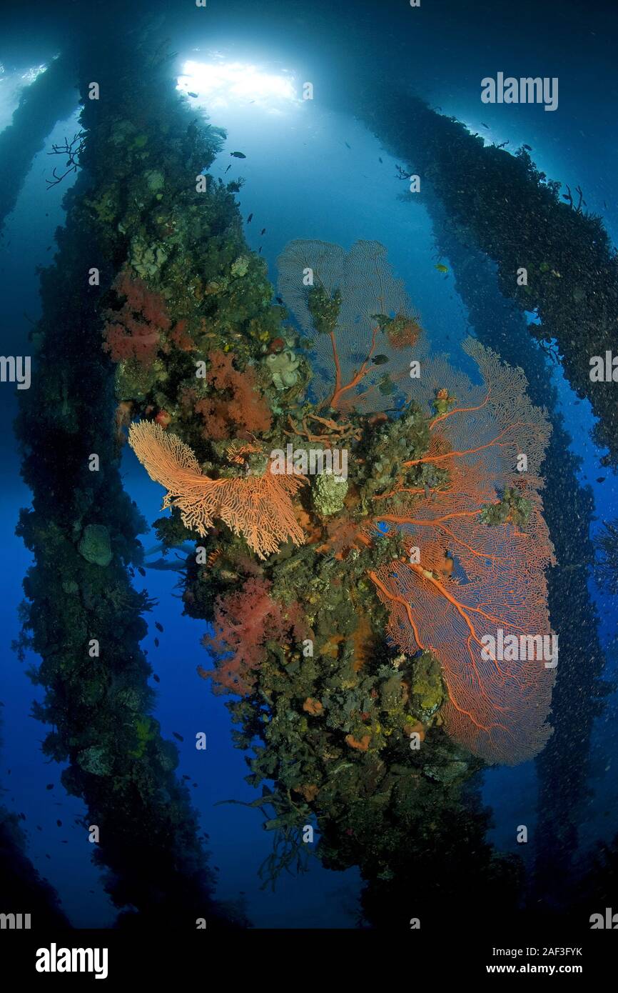 Bunt bewachsene Stützpfeiler unter dem Ducomi Pier, Bacong, Dumaguete, Negros, Philippinen | Pillars overgrown with colourful seafans, soft corals and Stock Photo