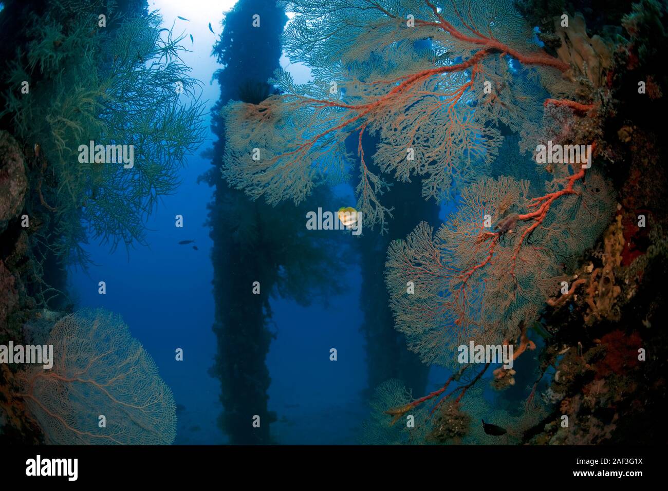 Taucher betrachtet bunt bewachsene Stützpfeiler unter dem Ducomi Pier, Bacong, Dumaguete, Negros, Philippinen | Scuba diver at pillars overgrown with Stock Photo